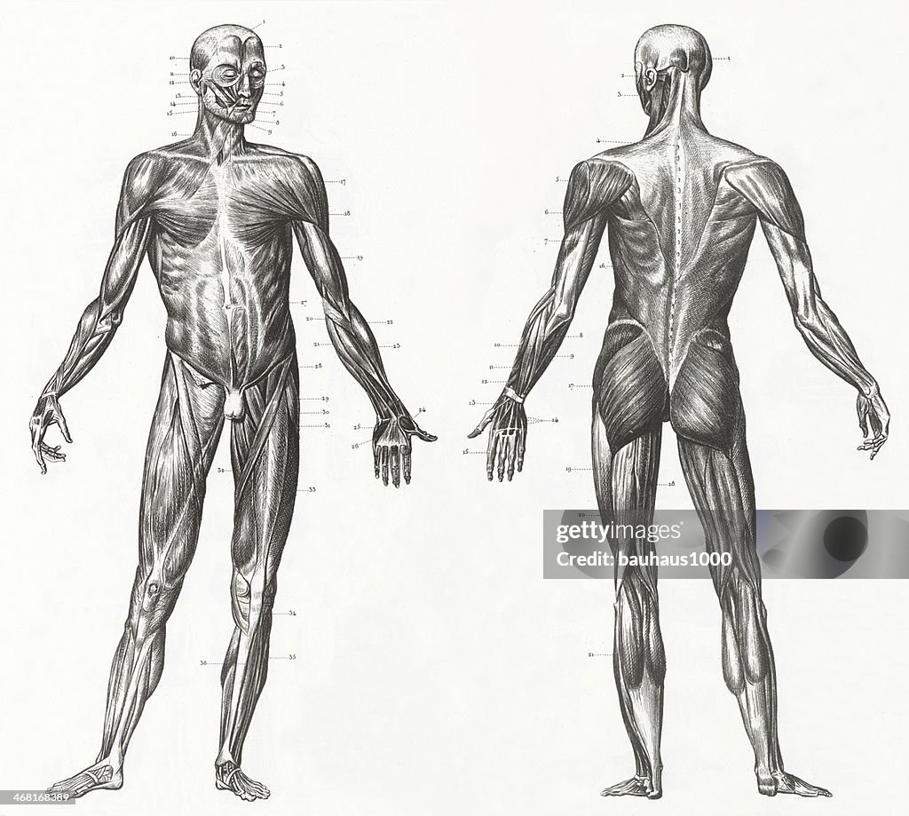 Human Muscles and Ligaments Engraving