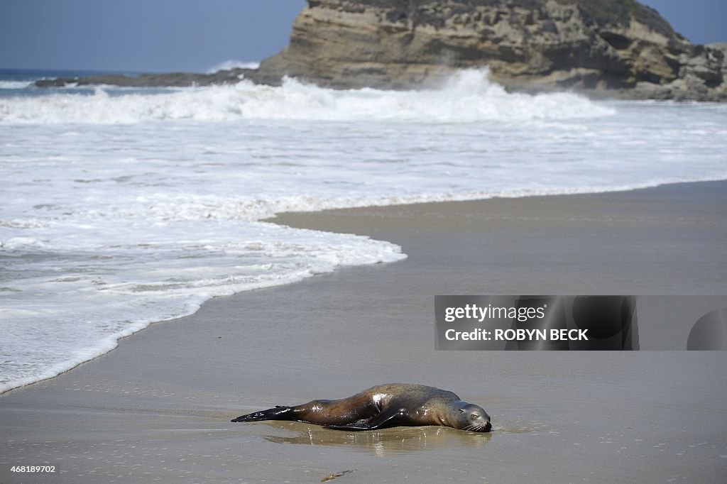 US-FEATURE-ANIMAL-SEA LION AND SEAL RESCUE