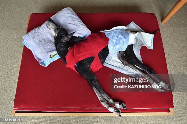 Elfin, a 19-year-old male dog who usually lives in a nursing facility for elderly dogs, wears a diaper as he lies on a bed at home in Tokyo on March...