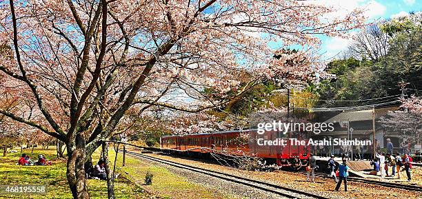 People enjoy cherry blossom in bloom at JR Okoba Station on March 28, 2015 in Hitoyoshi, Kumamoto, Japan.