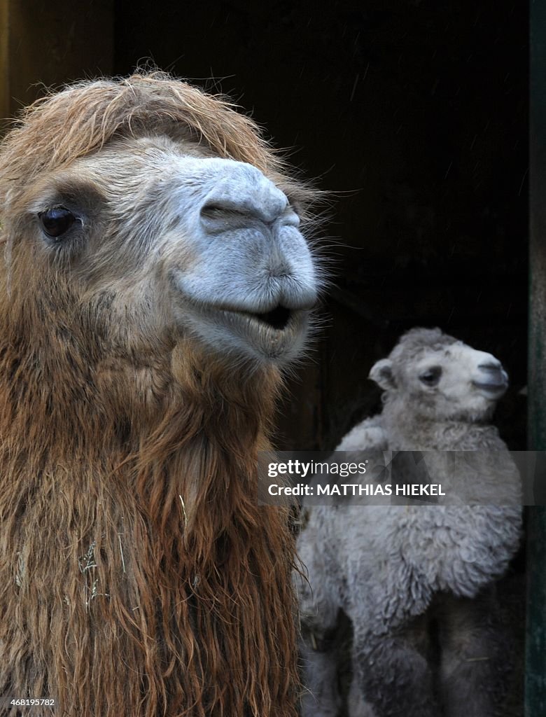 GERMANY-ANIMALS