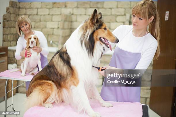 groomers working at grooming salon - pet grooming salon stock pictures, royalty-free photos & images