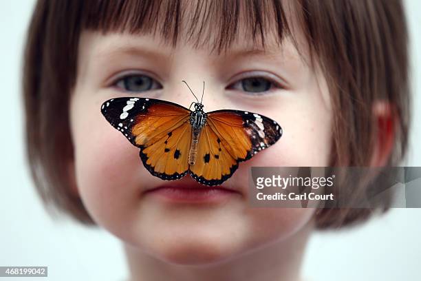 Plain Tiger butterfly sits on the nose of a girl during a photocall to highlight the forthcoming 'Sensational Butterflies' exhibition at the Natural...