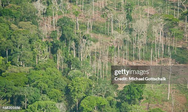 Yaounde, Cameroon Cleared Rain Forest with Trunks of trees without leaves on March 13, 2015 in Yaounde, Cameroon.