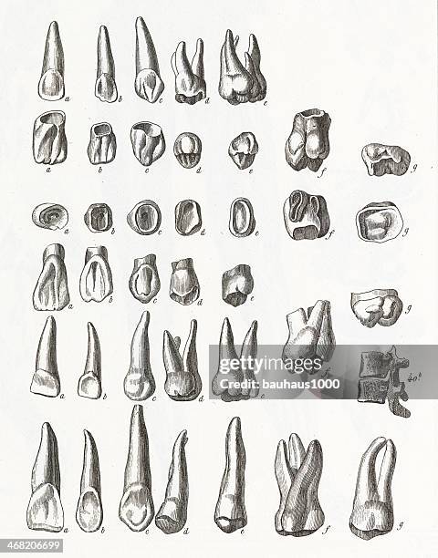 human teeth engraving - dental hygiene stock illustrations