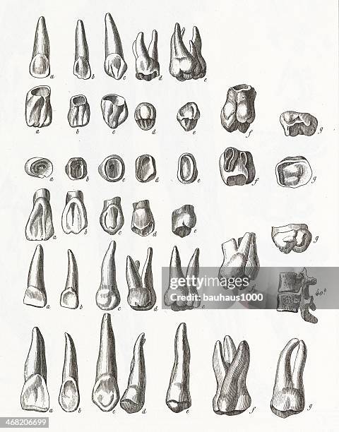 human teeth engraving - human teeth illustration stock illustrations