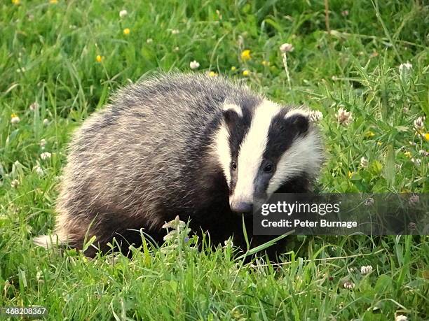 Ferret Badger Photos and Premium High Res Pictures Getty Images