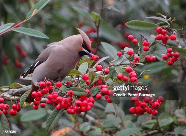 waxwing on red berries - seidenschwanz vogelart stock-fotos und bilder