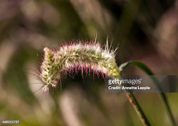 spikelet of grass pennisetum orientale tall tails - blütentraube stock-fotos und bilder