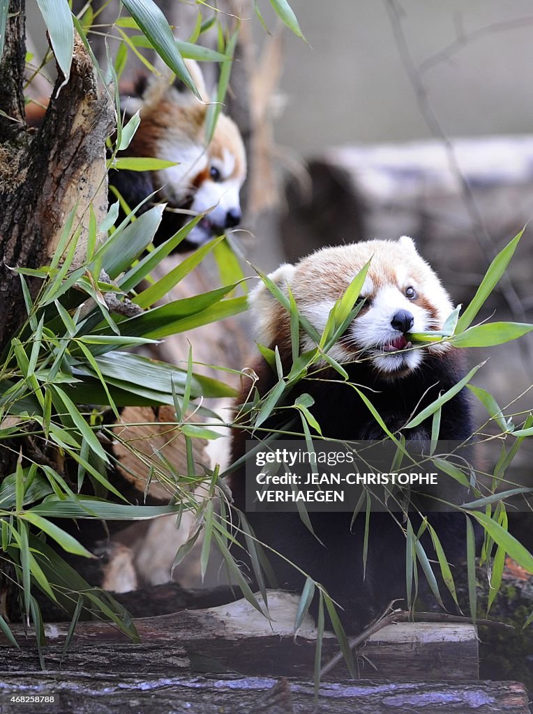 FRANCE-ANIMALS-RED PANDA