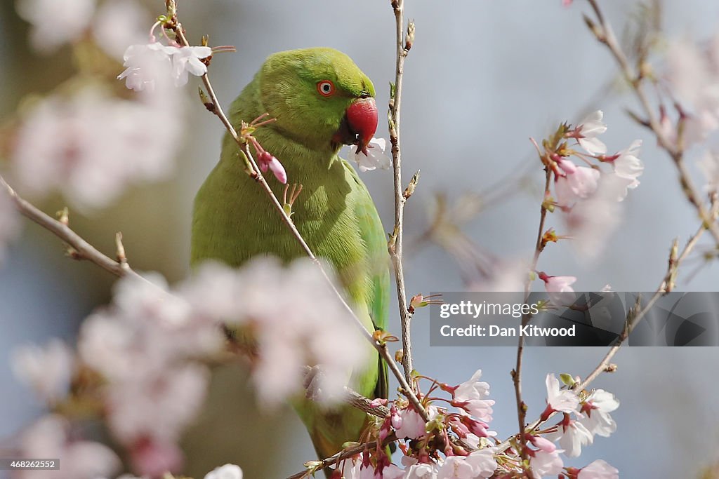 Spring Emerges In London