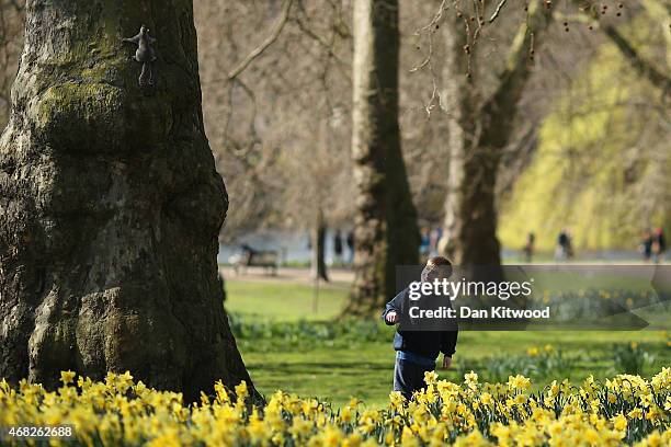 Boy watches a Grey Squirrel climb up a tree in St James's Park on April 1, 2015 in London, England. Despite the sun making a brief appearance today,...