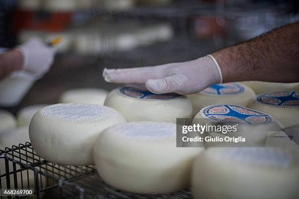 Cheese Inside Factory Inside An Italian Cheese Factory Photos and Premium High Res Pictures ...
