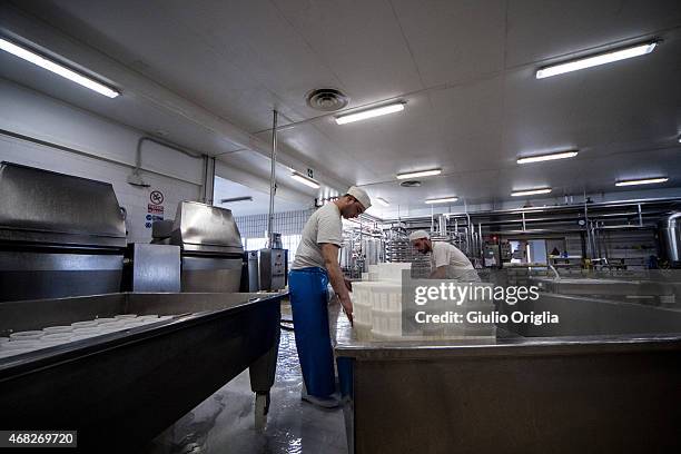 Cheese Inside Factory Inside An Italian Cheese Factory Photos and Premium High Res Pictures ...