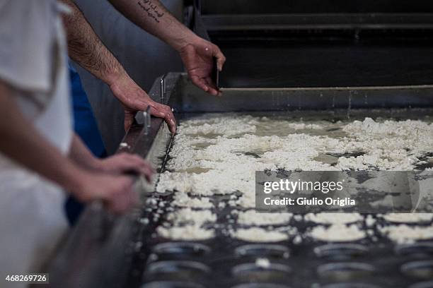 Cheese Inside Factory Inside An Italian Cheese Factory Photos and Premium High Res Pictures ...