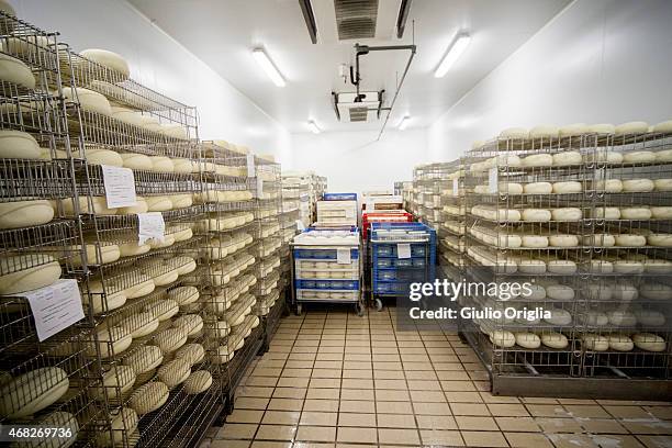 Cheese Inside Factory Inside An Italian Cheese Factory Photos and Premium High Res Pictures ...