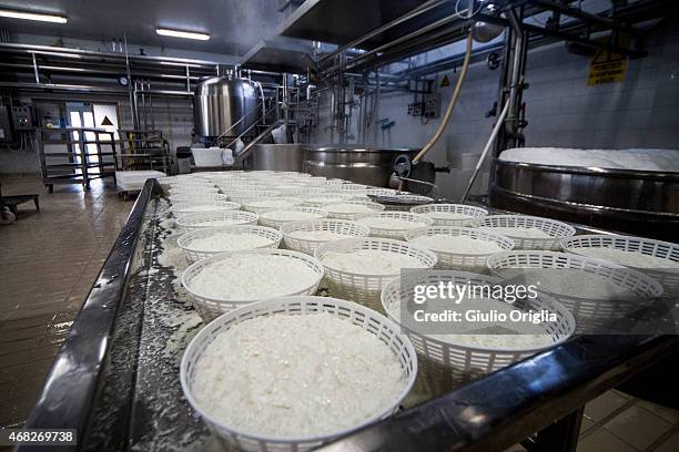 Cheese Inside Factory Inside An Italian Cheese Factory Photos and Premium High Res Pictures ...
