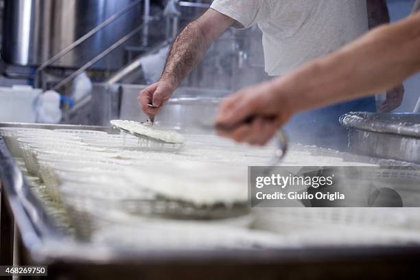 Cheese Inside Factory Inside An Italian Cheese Factory Photos and Premium High Res Pictures ...