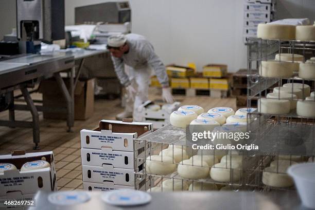 Cheese Inside Factory Inside An Italian Cheese Factory Photos and Premium High Res Pictures ...
