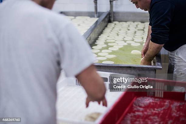 Cheese Inside Factory Inside An Italian Cheese Factory Photos and Premium High Res Pictures ...