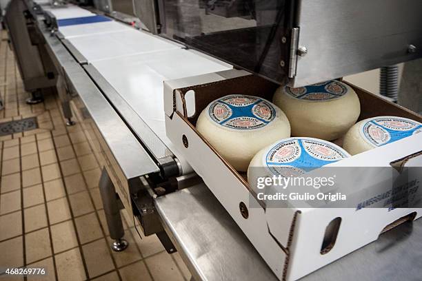 Cheese Inside Factory Inside An Italian Cheese Factory Photos and Premium High Res Pictures ...