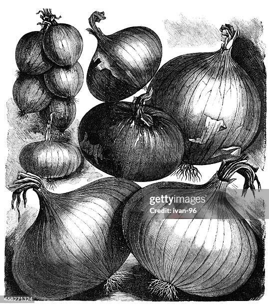 onion - flower bundle stock illustrations
