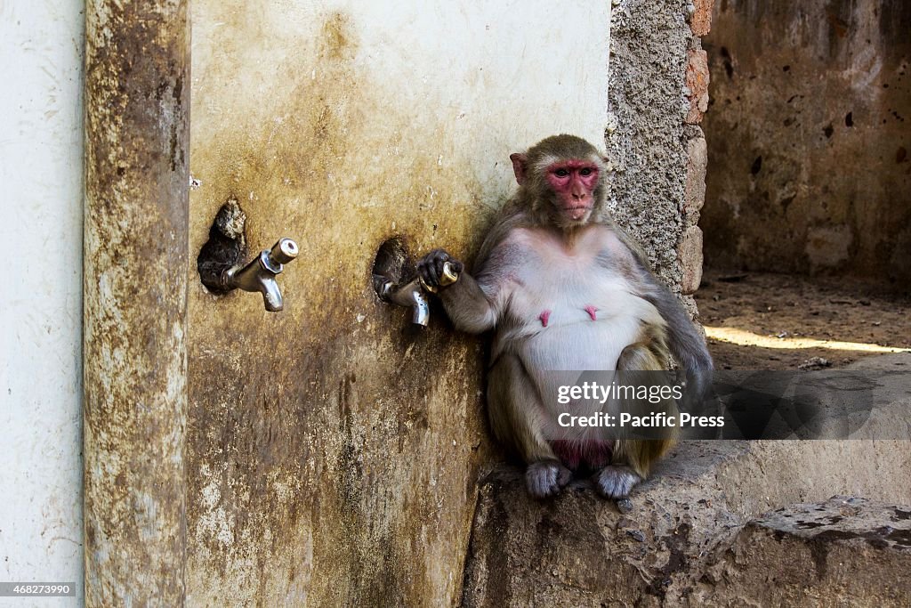 A monkey holding the tap to drink water as summer arrives...