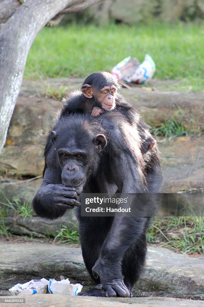 Taronga's Chimpanzee Receive Easter Treats