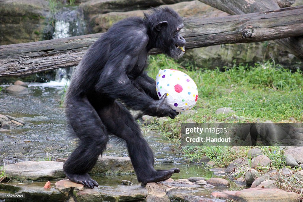 Taronga's Chimpanzee Receive Easter Treats