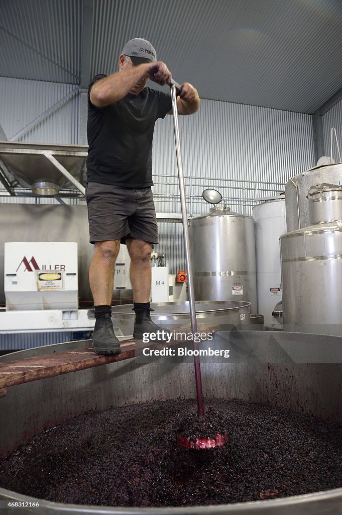 Wine Processing At Rob Dolan & Co. Winemaking Facility