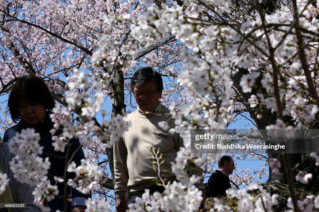 People Enjoy Full Bloom Cherry Blossom In Himeji