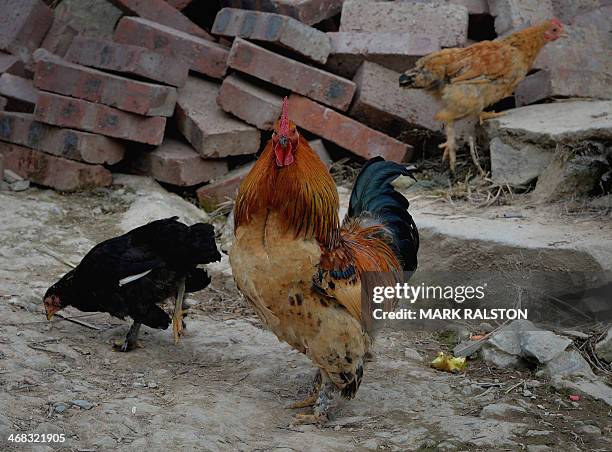 This photograph taken on February 3 shows chicken hens and a rooster in the village of Sirong, Guangxi Province. A total of 31 people died from H7N9...