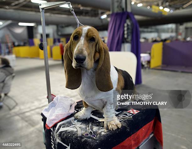 Basset Hound waits in the benching area at Pier 92 and 94 in New York City for the first day of competition at the 138th Annual Westminster Kennel...
