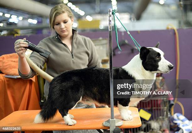 Handler Jaclyn Smith with her Cardigan Welsh Corgi waits in the benching area at Pier 92 and 94 in New York City for the first day of competition at...