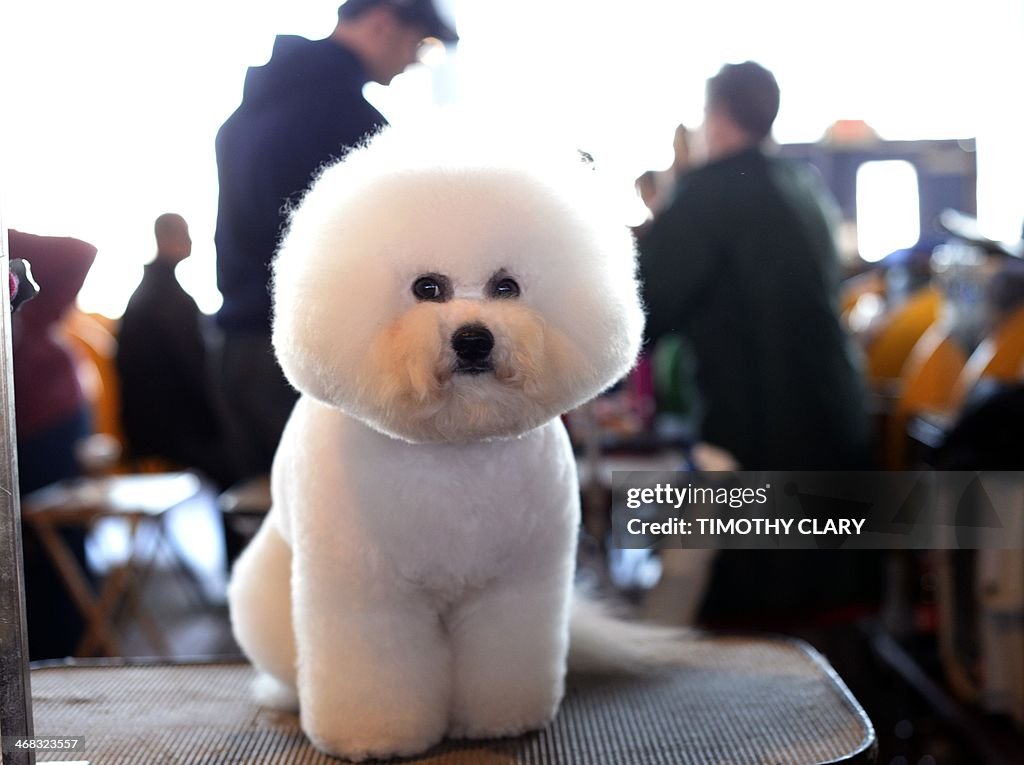 US-WESTMINSTER DOG SHOW