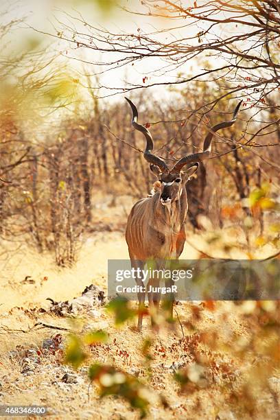greater kudu male in etosha np namibia africa - greater kudu stock pictures, royalty-free photos & images