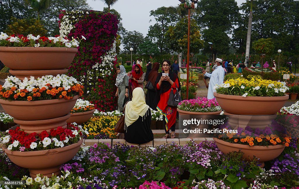 An attractive view of seasonal flowers flouring and blooming...