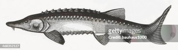 sturgeon fish engraving - sturgeon fish stock illustrations