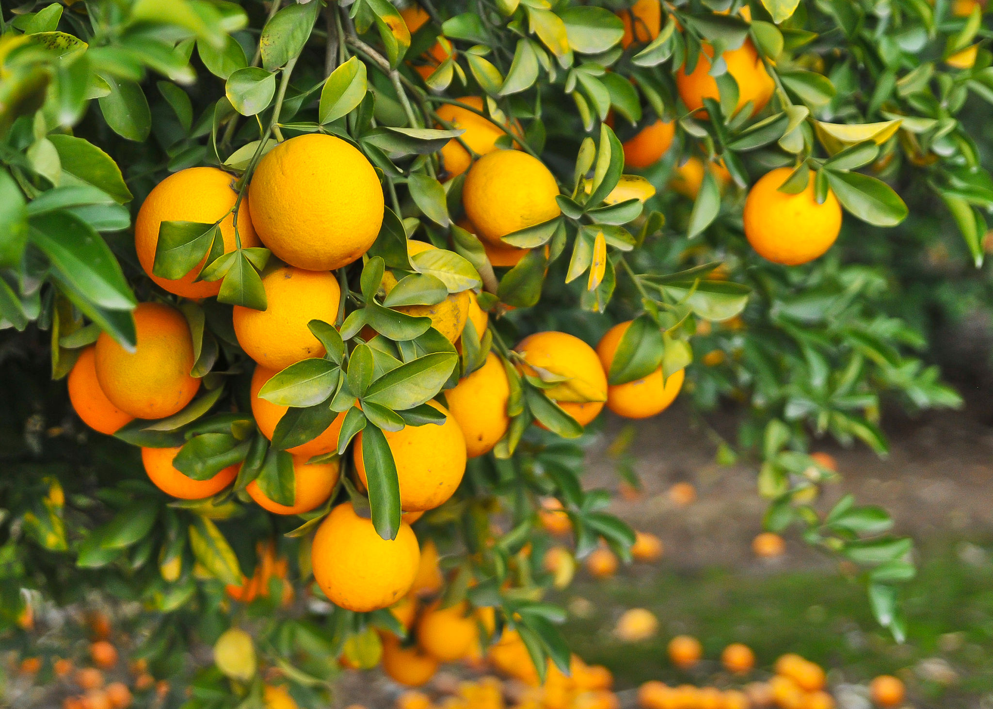florida produce