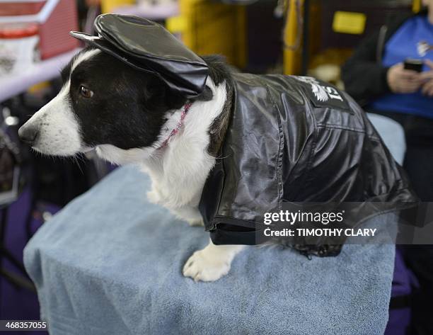 Cardigan Welsh Corgi in the benching area at Pier 92 and 94 in New York City for the first day of competition at the 138th Annual Westminster Kennel...