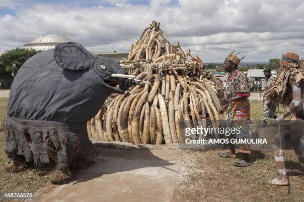 Malawian Gulewamkulu dancers symbolically mourn elephants killed by poachers next to a pile of elephant ivory tusks whose burning was postponed...