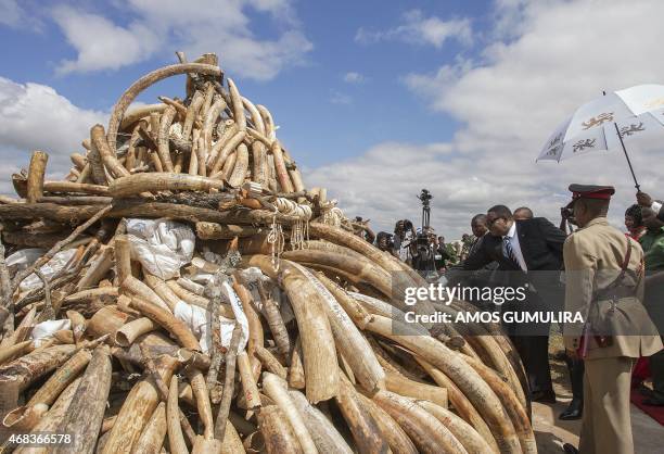 Malawi President Arthur Peter Mutharika leans towards a pile of Elephant Ivory tusks whose burning was postponed during World Wildlife Day...