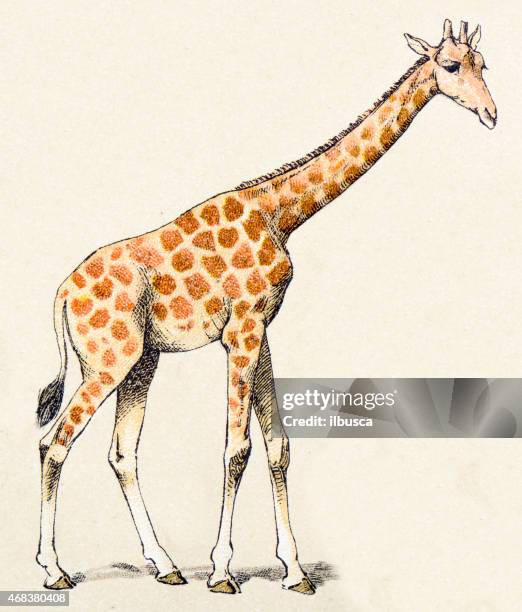 giraffe, säugetiere tiere antiken illustrationen - girafe stock-grafiken, -clipart, -cartoons und -symbole