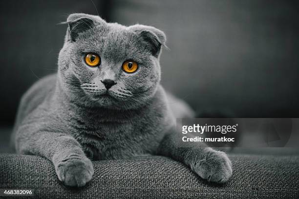 scottish fold shorthair cat resting on chair - shorthair cat stock pictures, royalty-free photos & images