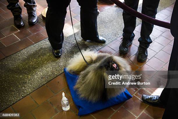 Pekingese named "Cooper" waits to compete in the 138th annual Westminster Dog Show at the Piers 92/94 on February 10, 2014 in New York City. The...