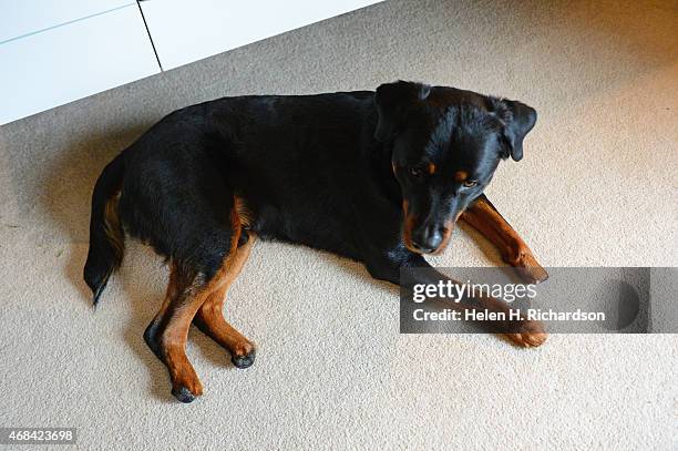 Dog Missing Leg Photos and Premium High Res Pictures - Getty Images