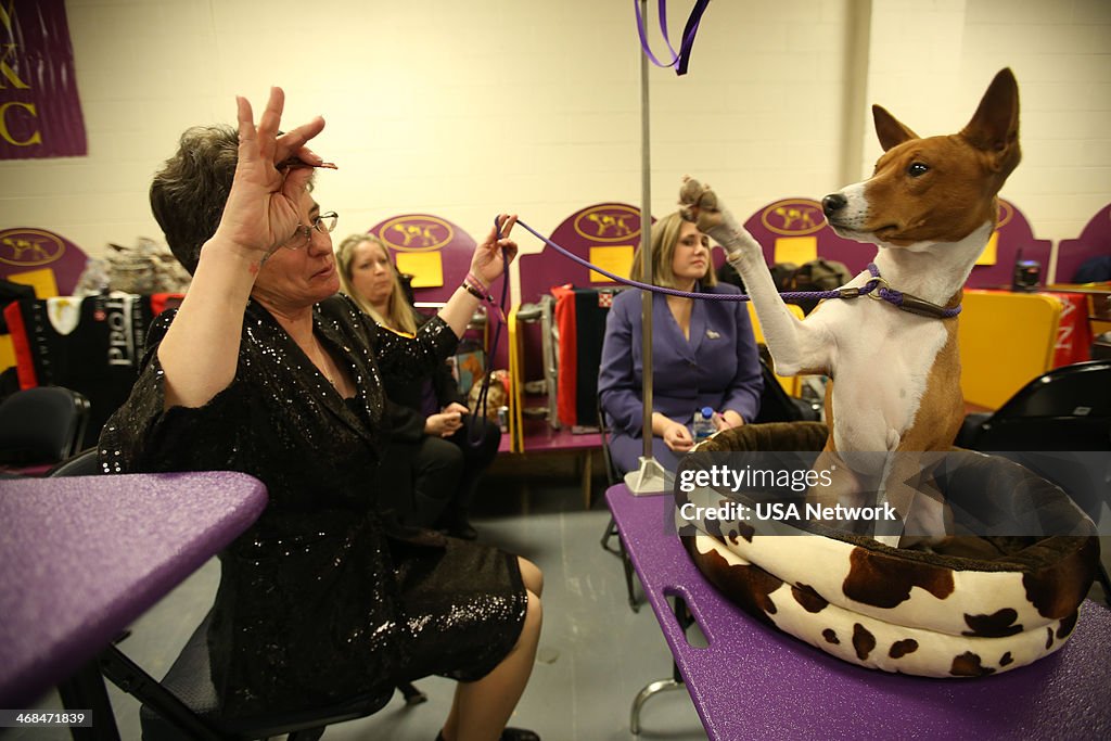 The Westminster Kennel Club Dog Show - 2014