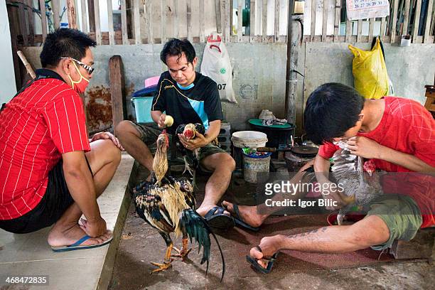 Group of Thai men grooming and preparing their roosters for upcoming fights. Fighting cock or a rooster is a specific breed of bird that has a...