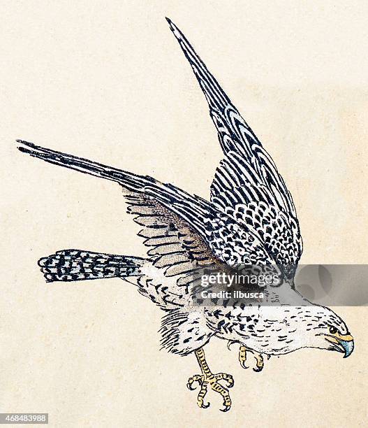 gyrfalcon, birds animals antique ilustration - falcons stock illustrations