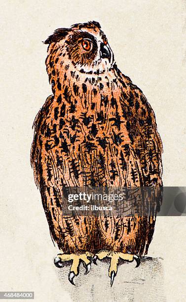 ilustraciones, imágenes clip art, dibujos animados e iconos de stock de eurasian eagle-búho antigüedades de ilustraciones de animales, aves - búho real